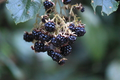 Rubus tephrodes