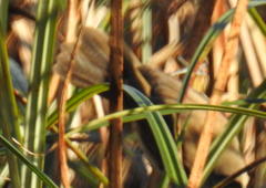 Acrocephalus scirpaceus baeticatus