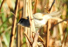 Acrocephalus scirpaceus baeticatus