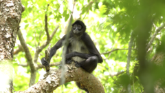 Ateles geoffroyi vellerosus