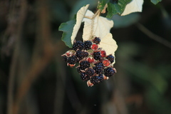 Rubus tephrodes
