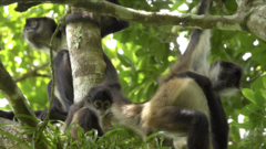 Ateles geoffroyi vellerosus