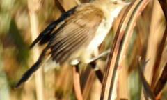 Acrocephalus scirpaceus baeticatus