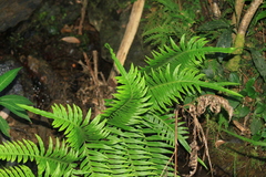 Pteris terminalis