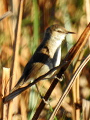 Acrocephalus scirpaceus baeticatus