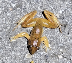 Rana zhenhaiensis
