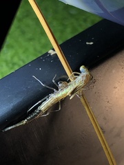 Ischnura posita