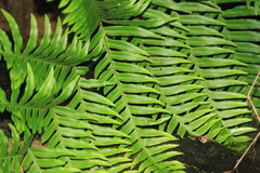 Pteris terminalis