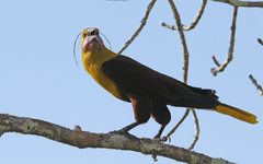 Psarocolius bifasciatus