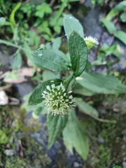 Rhynchospermum verticillatum