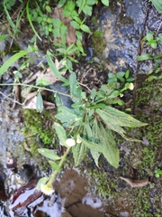 Rhynchospermum verticillatum