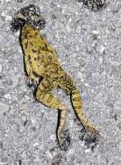 Fejervarya multistriata