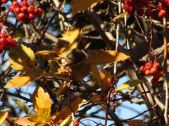 Passer domesticus