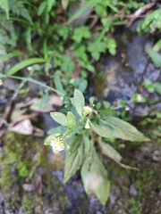 Rhynchospermum verticillatum