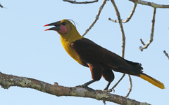 Psarocolius bifasciatus