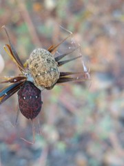 Orsilochides variabilis