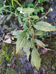 Rhynchospermum verticillatum