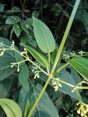 Rubia cordifolia