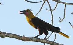 Psarocolius bifasciatus