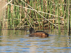 Heteronetta atricapilla