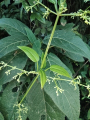 Rubia cordifolia