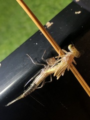 Ischnura posita