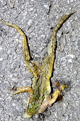 Odorrana tianmuii