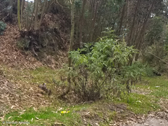 Ambrosia arborescens