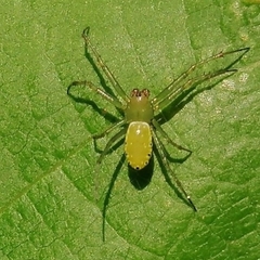 Alpaida albocincta