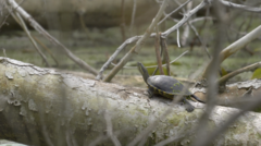 Trachemys venusta venusta