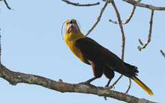 Psarocolius bifasciatus