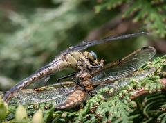 Arigomphus cornutus