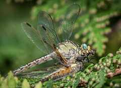 Arigomphus cornutus