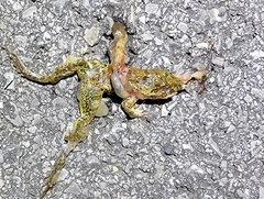 Fejervarya multistriata