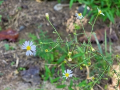 Symphyotrichum walteri