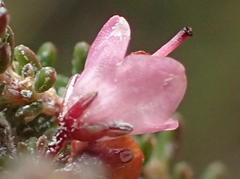 Erica deflexa