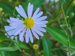 Symphyotrichum walteri