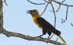 Psarocolius bifasciatus