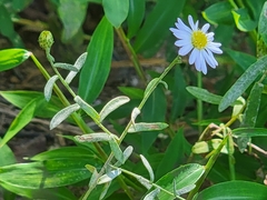 Symphyotrichum walteri