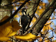Dendrocopos major