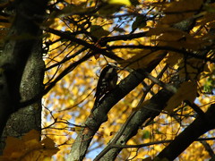 Dendrocopos major