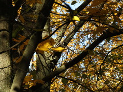 Dendrocopos major