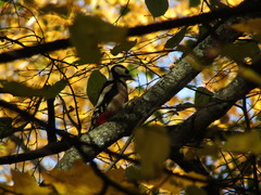 Dendrocopos major