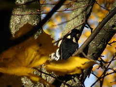 Dendrocopos major