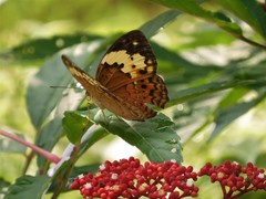 Cupha erymanthis lotis