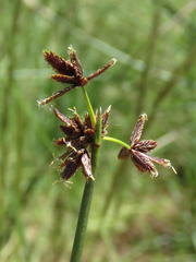 Cyperus marginatus