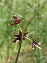 Cyperus marginatus