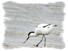 Recurvirostra avosetta