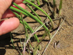 Cyperus marginatus