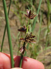 Cyperus marginatus